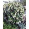 Garrya elliptica James Roof - Silk-tassel Bush - LARGE Plant