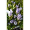 Gentiana Mariska - Baby Blue Gentian