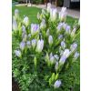 Gentiana Mariska - Baby Blue Gentian