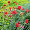 Geum Mrs Bradshaw - Avens