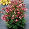 Geum 'Tempo Rose'