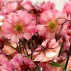 Geum 'Tempo Rose'