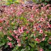 Geum 'Tempo Rose'