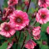 Geum 'Tempo Rose'