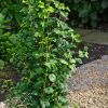 Large Ginkgo biloba Menhir - Columnar Maidenhair Tree - 120-150cm