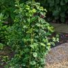 Large Ginkgo biloba Menhir - Columnar Maidenhair Tree - 120-150cm