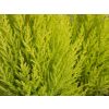 Mini 30cm Lollipop Lemon Cypress Tree