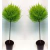 Mini 30cm Lollipop Lemon Cypress Tree