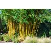 Phyllostachys aurea - Golden Cane Bamboo - 170-190cm