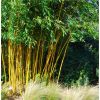 Phyllostachys aurea - Golden Cane Bamboo - 170-190cm
