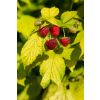 Raspberry Groovy - Dwarf Golden Leaf Summer Fruiting Patio Raspberry - New & Exclusive