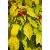 Raspberry Groovy - Dwarf Golden Leaf Summer Fruiting Patio Raspberry - New & Exclusive