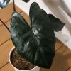 Alocasia scalprum 
