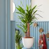Yucca