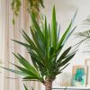 Yucca