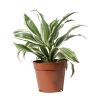 dracaena reflexa marginata Dracaena Reflexa  Interior Foliage Design