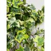 Hedera helix variegata - Variegated Trailing Ivy