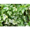 Hedera helix variegata - Variegated Trailing Ivy