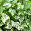 Hedera helix variegata - Variegated Trailing Ivy