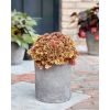 Heuchera Frilly