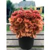 Heuchera Frilly