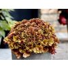 Heuchera Frilly