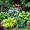 Premier Hosta Collection Shade Mixture - Pack of Ten