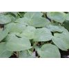 Hosta 'Gray Cole'- Pack of 3 Bare Roots					
