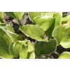 Hosta 'Reflections'- Pack of 3 Bare Root					
