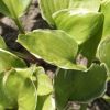 Hosta 'Reflections'- Pack of 3 Bare Root					