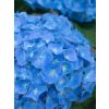 Hydrangea macrophylla Elbtal - Large Flowered Mophead Hydrangea - XXL Plants