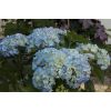 Hydrangea macrophylla Elbtal - Large Flowered Mophead Hydrangea - XXL Plants