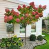 Hydrangea Grandiflora - Large Lollipop Standard Tree - circa 100-120cm 
