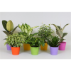 Houseplant Roulette - Lucky Dip Houseplant Selection