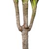 Dracaena Magenta Single Stem