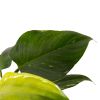 Philodendron White Princess