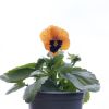 Pansy Orange Blotch - in Bud and Bloom