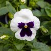 Pansy White Blotch - in Bud and Bloom