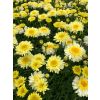 Leucanthemum Real Charmer - Large Plant