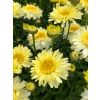Leucanthemum Real Charmer - Large Plant