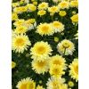 Leucanthemum Real Charmer - Large Plant