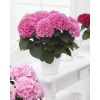 Blooming Indoor Rose Pink Hydrangea