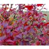 Prunus incisa  Kojo-No-Mai - Standard Fuji Cherry Tree