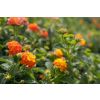 Patio Standard Lantana Salmon