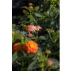 Patio Standard Lantana Salmon