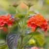 Patio Standard Lantana Salmon