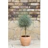 Pair of Beautiful English Lavender Trees - Lavandula angustifolia