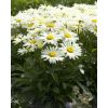 Leucanthemum Sunshine Mixture - Pack of TEN