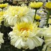 Leucanthemum Real Charmer - Large Plant