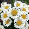 Leucathemum Real Neat - Shasta Daisy Chrysanthemum